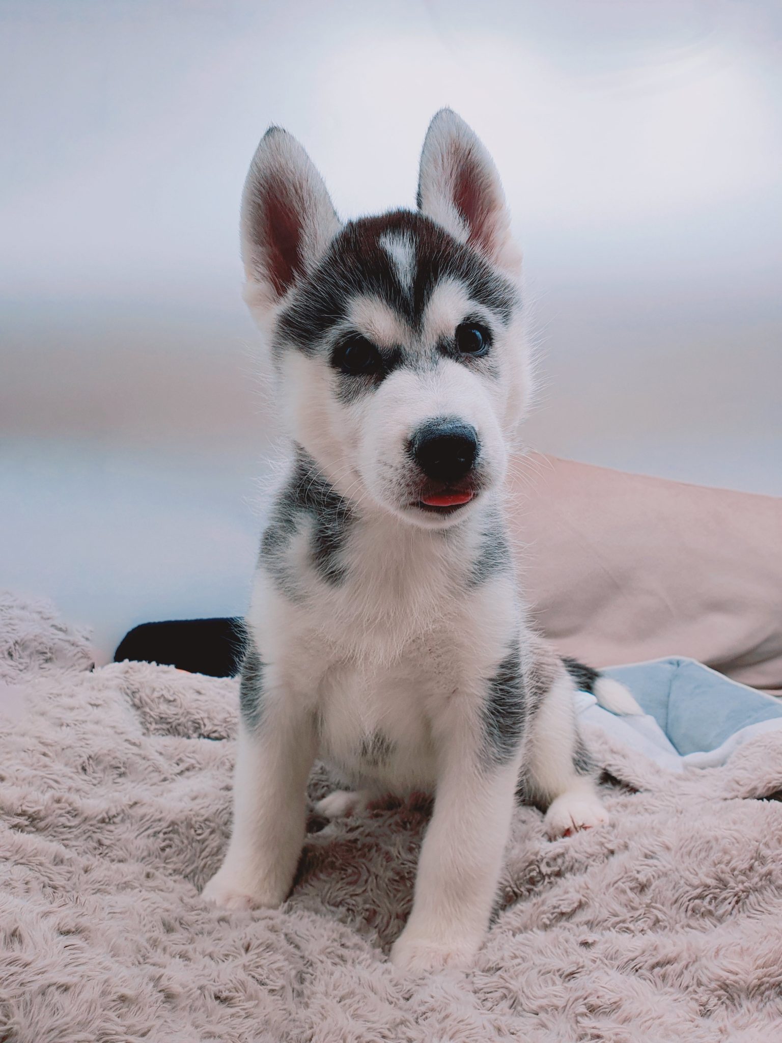 シベリアンハスキー専門店 子犬販売 ブリーダー直販専門 【ドッグフィールド】